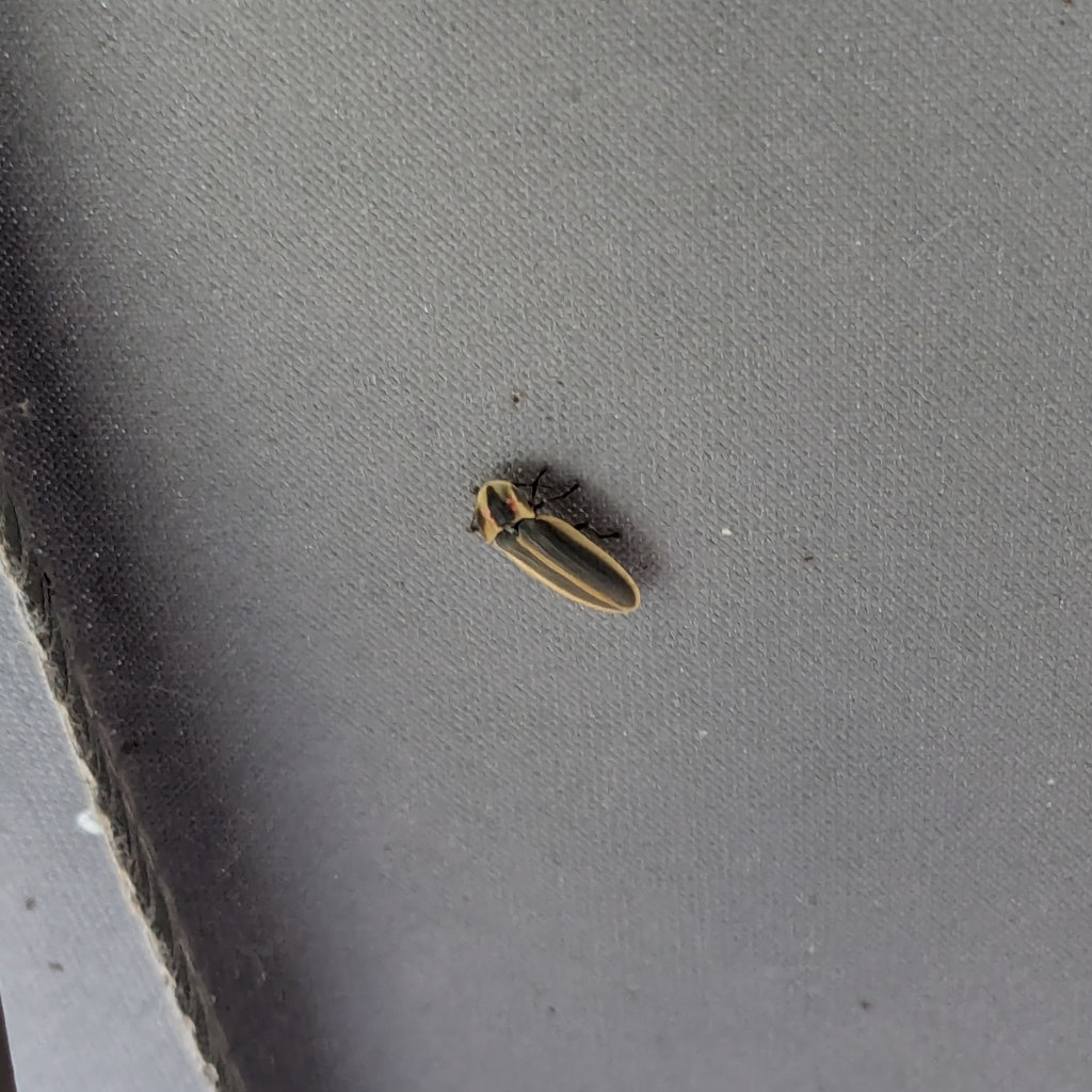 Common Eastern Firefly (probably)