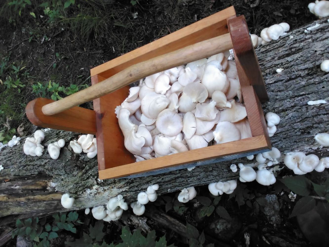 Oyster Mushroom Log