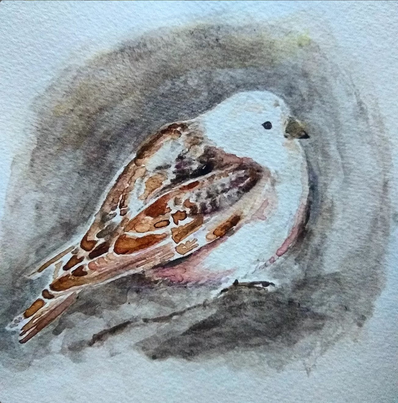 Snow Bunting